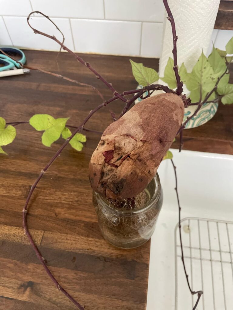 Sweet Potato Assault?!