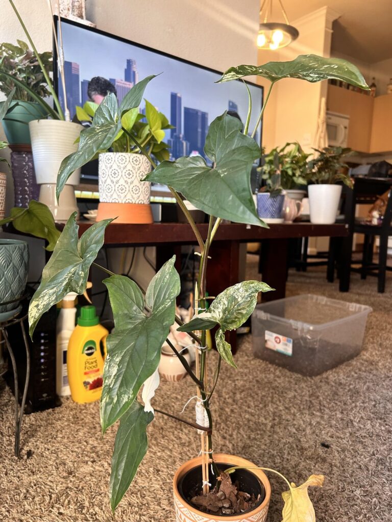 foolproof way to propagate syngonium?