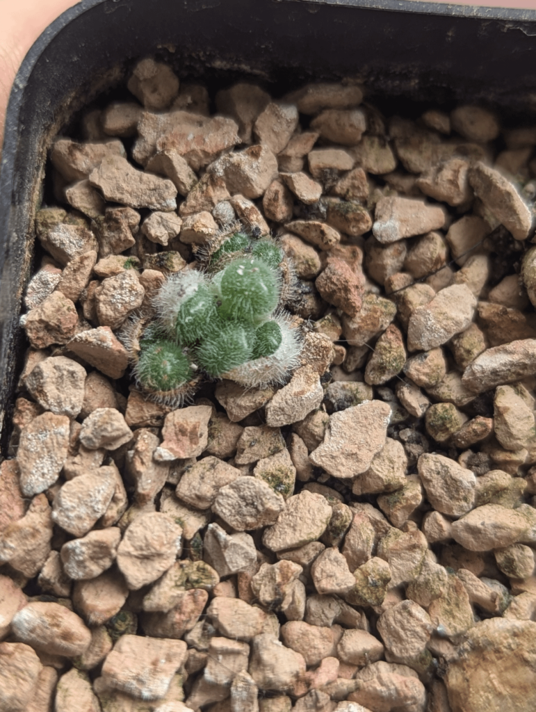Conophytum stephanii