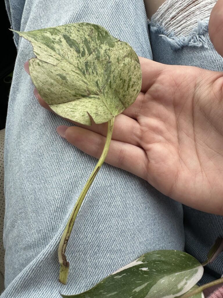 can these root??