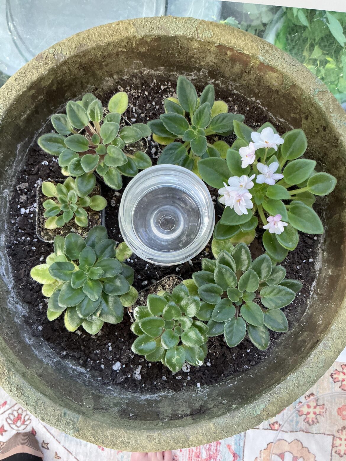 Finally flowering