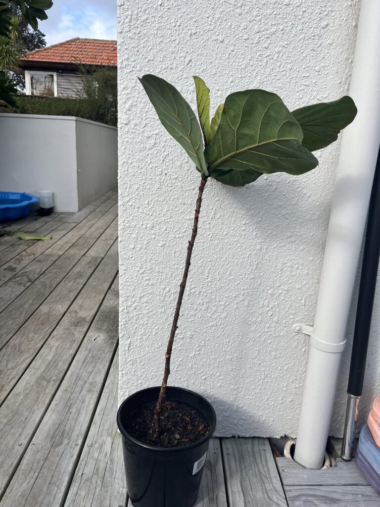 Starting an FLF from scratch Starting an FLF from scratch