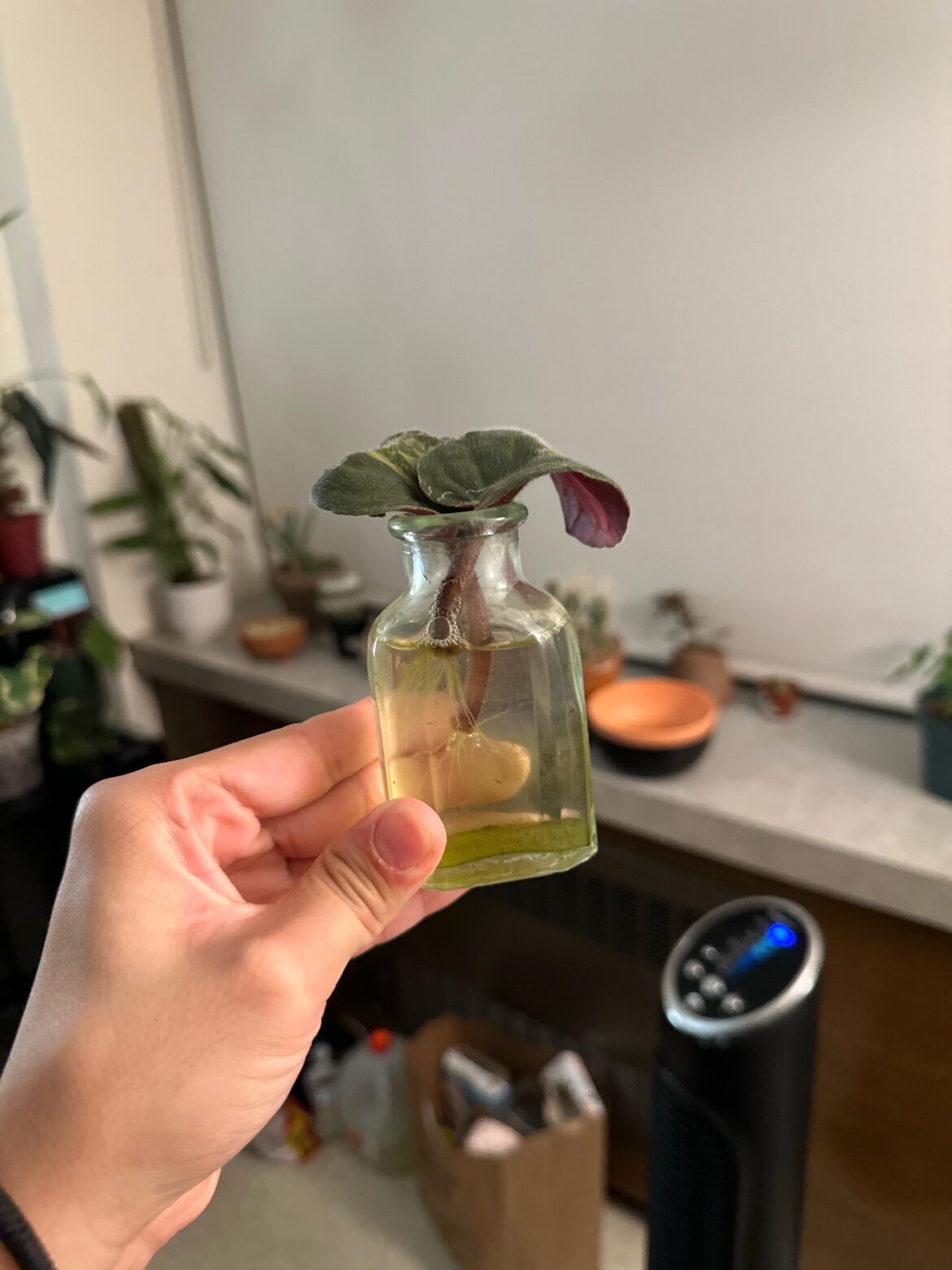 When do I pot them? 😅