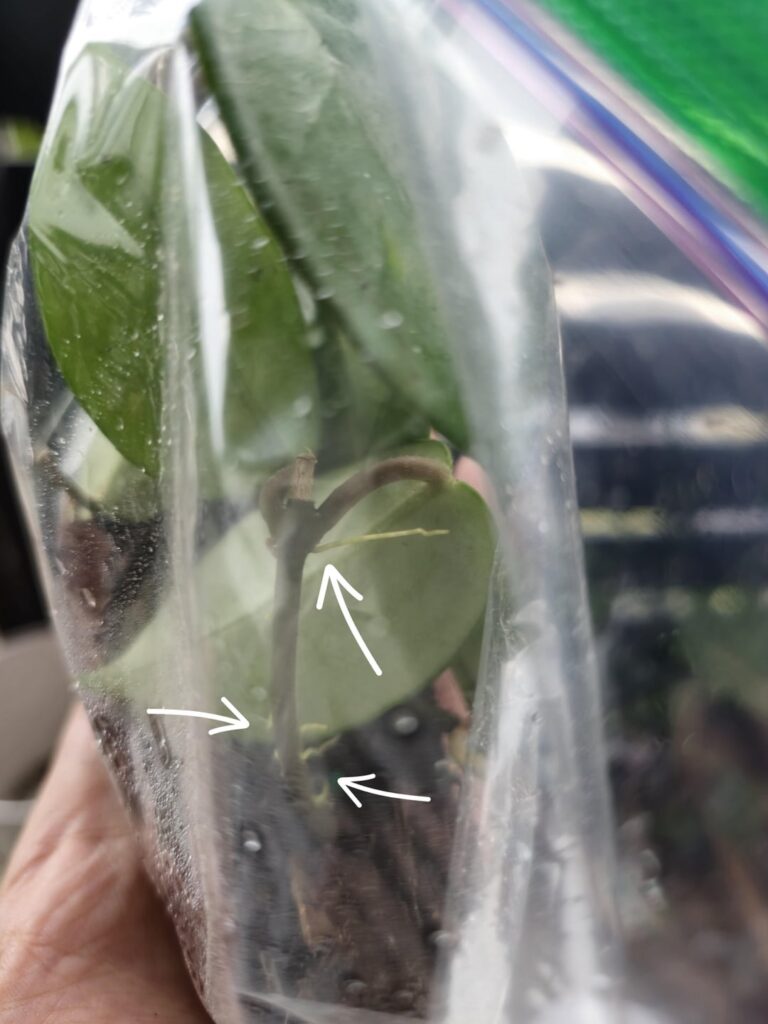 Decided to experiment with some hoya cuttings