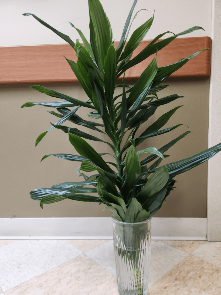 Propping a corn plant