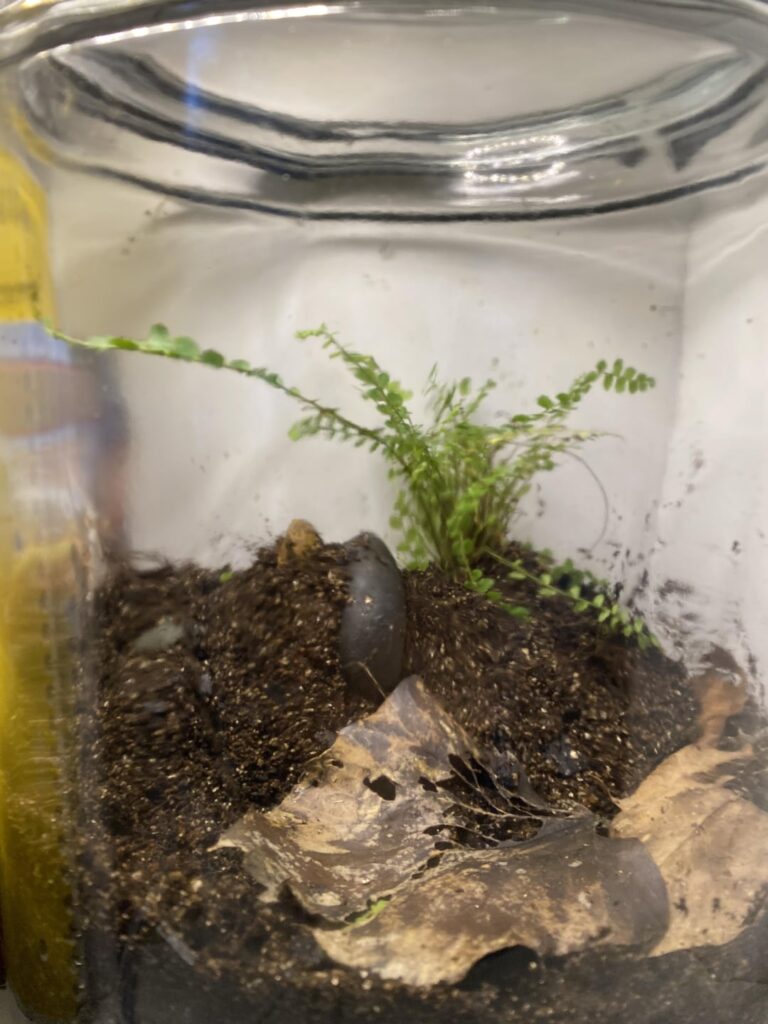 2 gallon terrarium. This has been like a year long project, it started out as just a jar with dirt and a fern and I’ve been adding new things and improving ever since. Just added a few oak leaf creeping fig cuttings and added a larger quantity and variety of moss today.