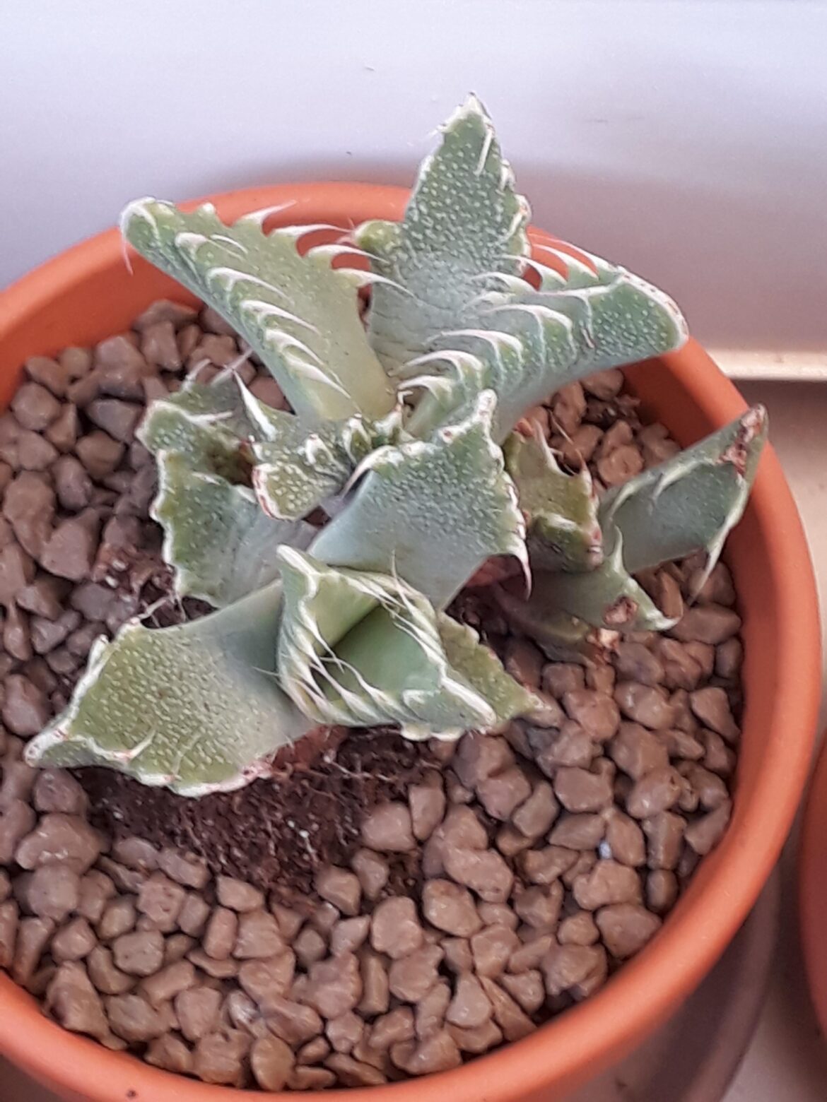 Faucaria... but which one?