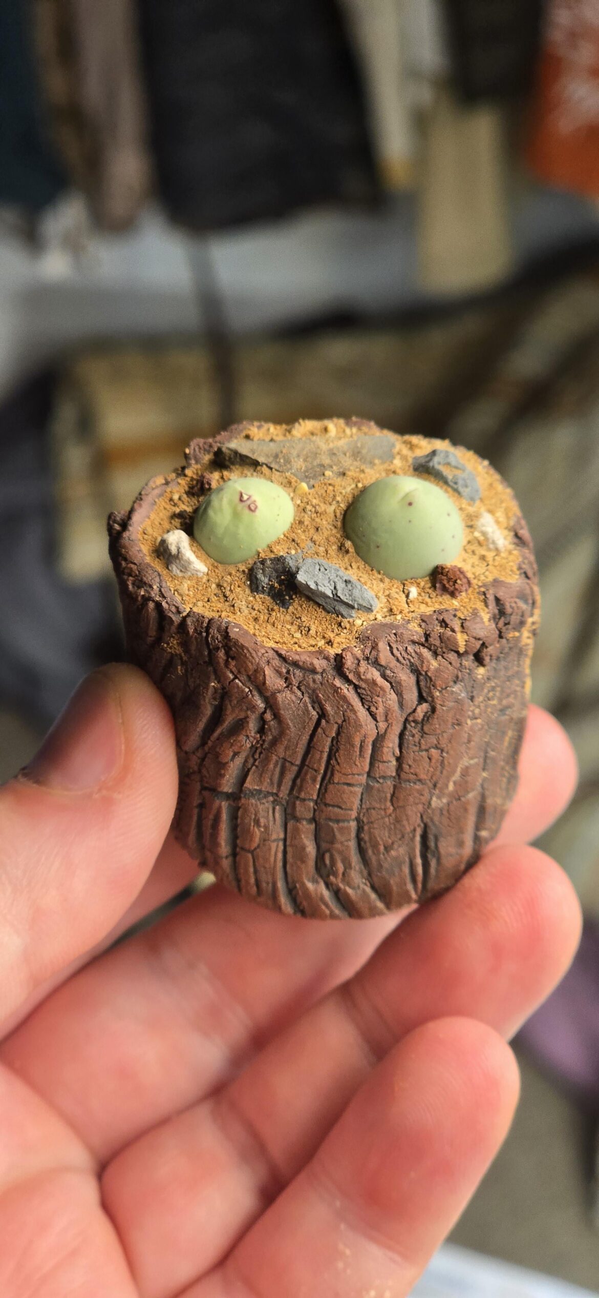 Tiny little conophytum