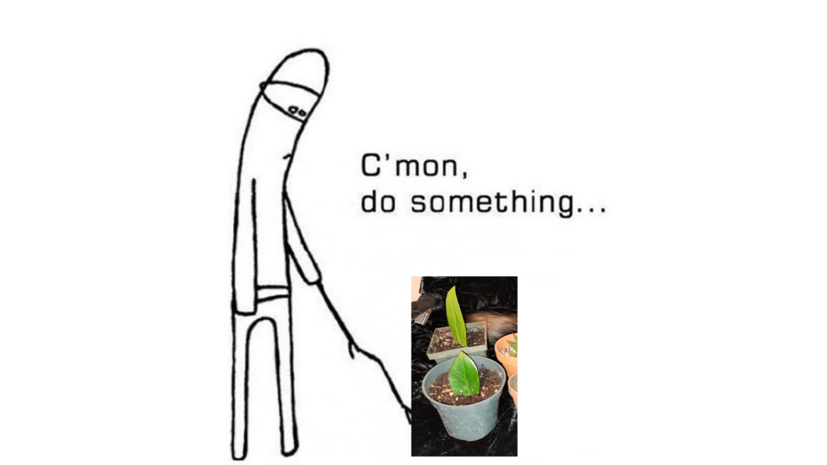 Zz plants... take forever! Ffs...