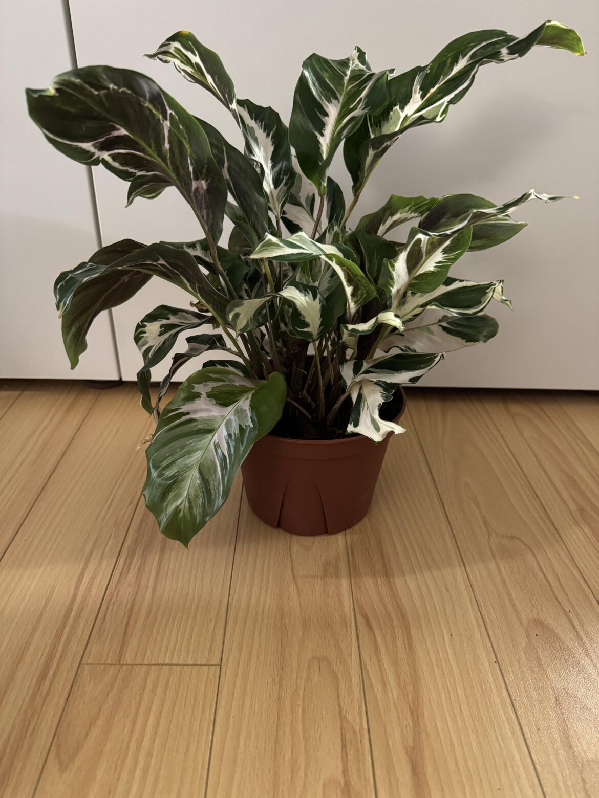Calathea Stella