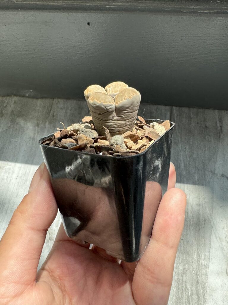 I repotted my wrinkly lithops from soil to bonsai jacks, should I water it?