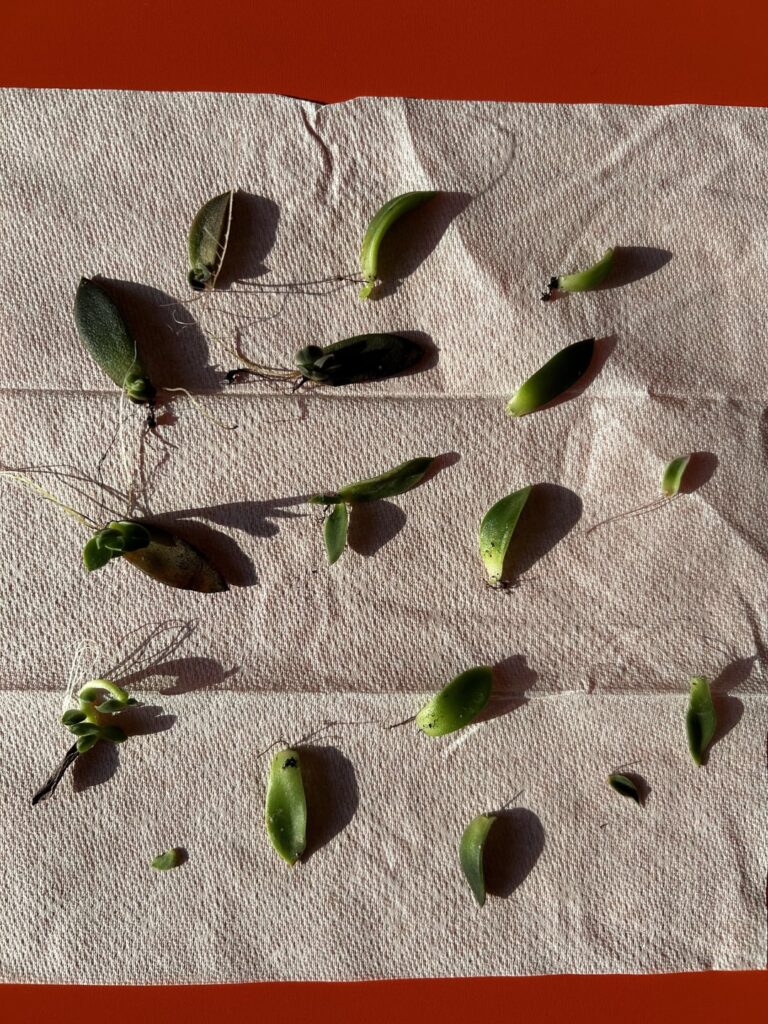 Succulent pups found laying around office. ID & Tips? Succulent pups found laying around office. ID & Tips?