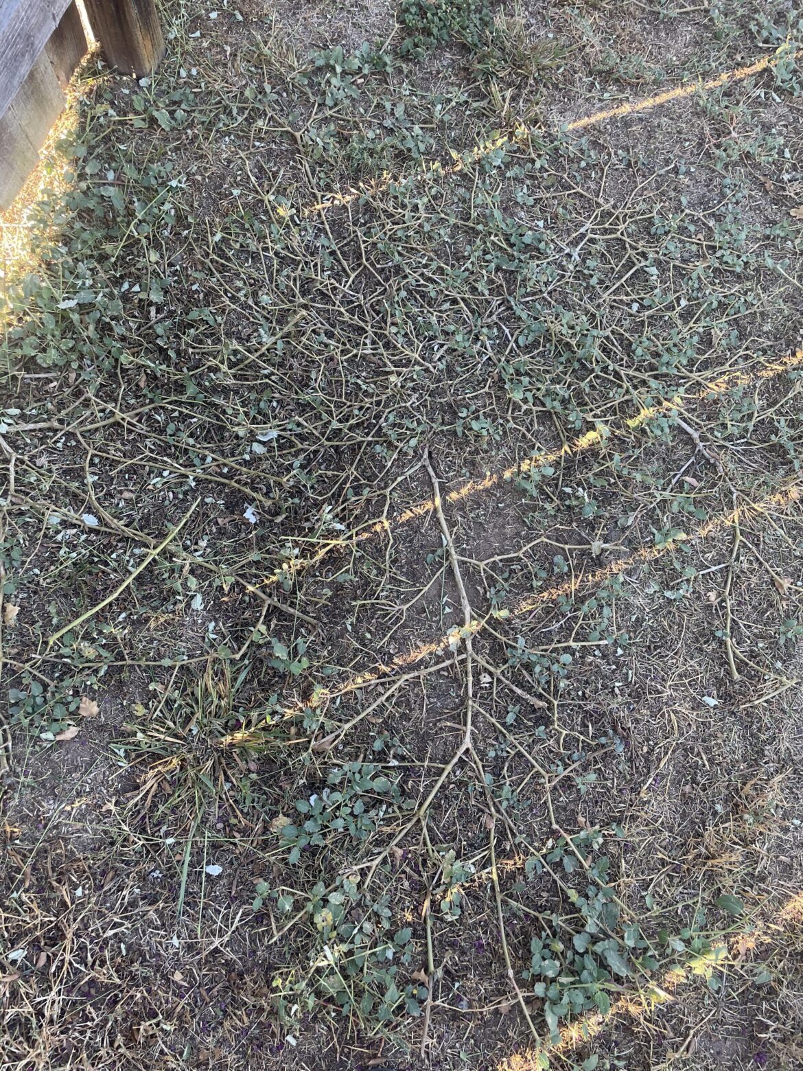 Help! What is in my yard?