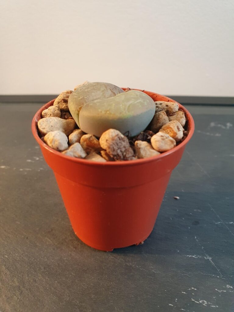 Obviously I messed up :( but what happened? Did I overwater? (Info in description) Obviously I messed up :( but what happened? Did I overwater? (Info in description)