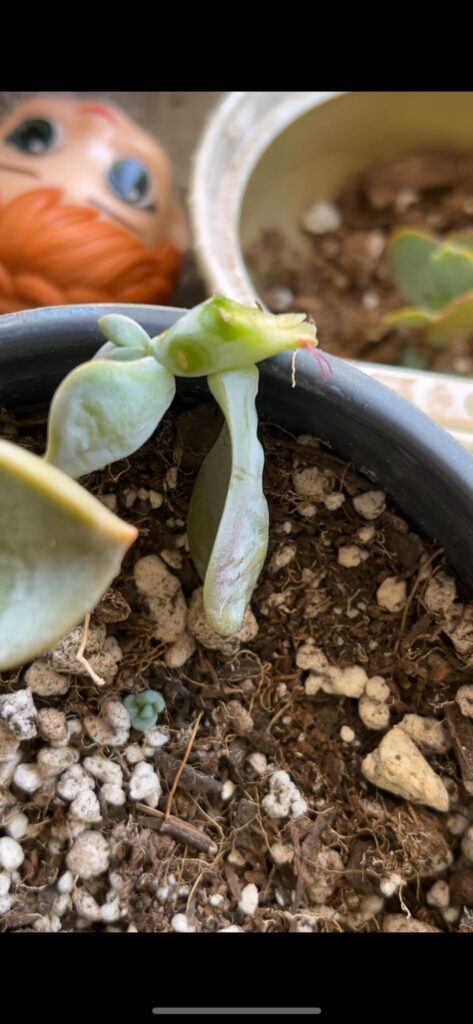Just found it rotting 🫠 will it survive ?
