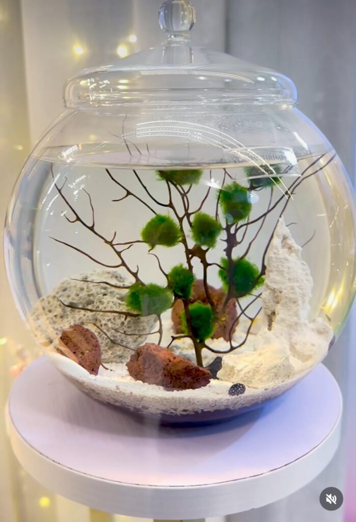 How do shrimps jars like this survive for so long?