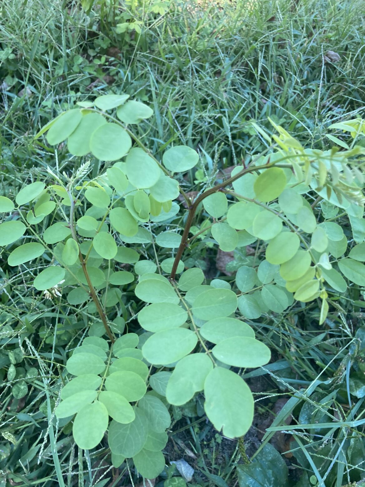 What is this weed? It grows super fast and turns into a tree and how do I get rid of them?