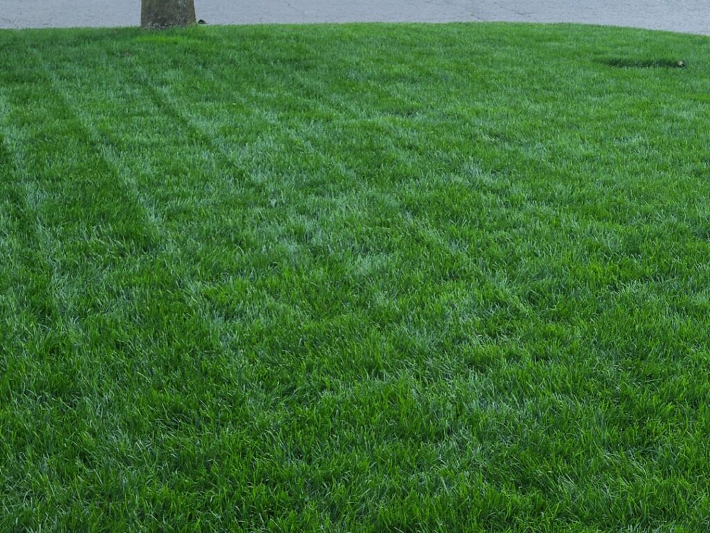 This is the greenest and darkest my lawn has ever looked!