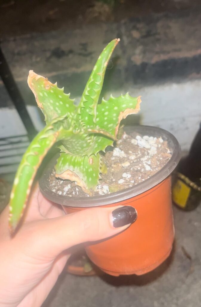Aloe revival!