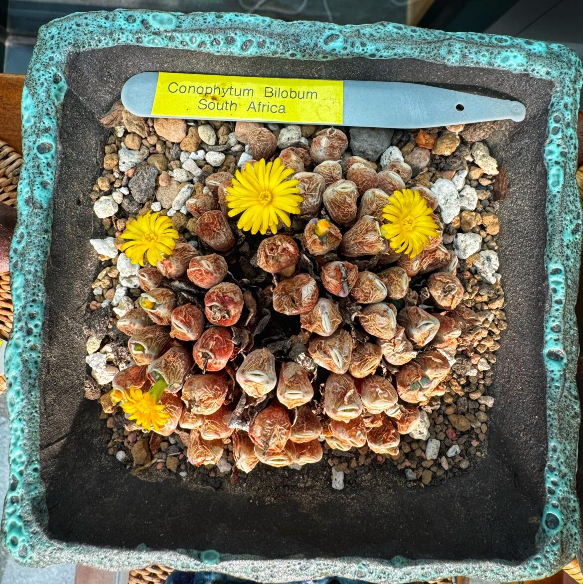 My C bilobum finally waking up now we have cooler nights here in UK