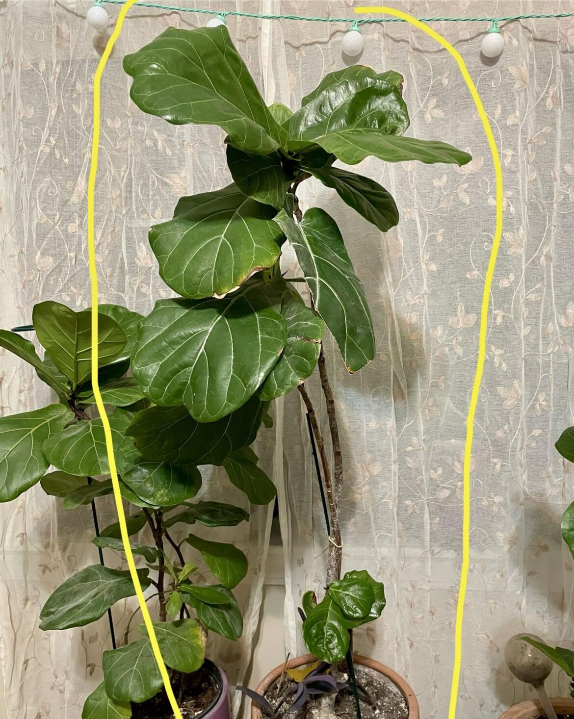Notch or prop? 3.5-4ft tall (without base)