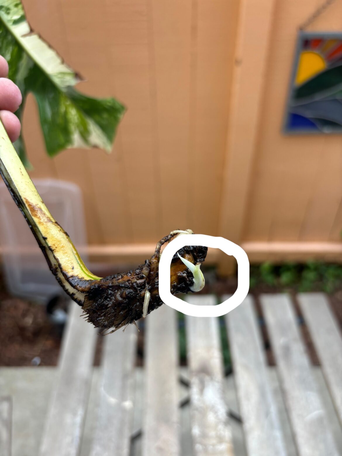 Is this new growth or roots?