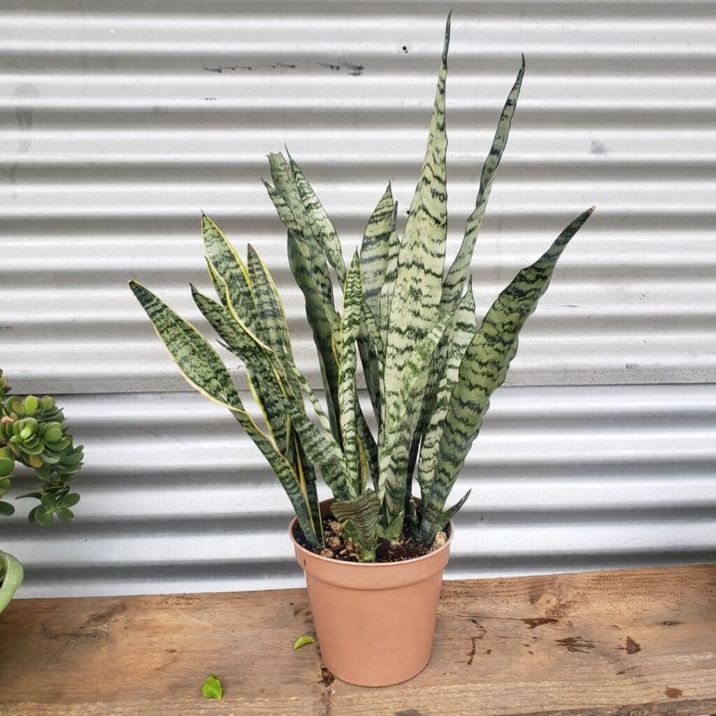 Snake plant from 4 to 22 leaves (11 months progress)