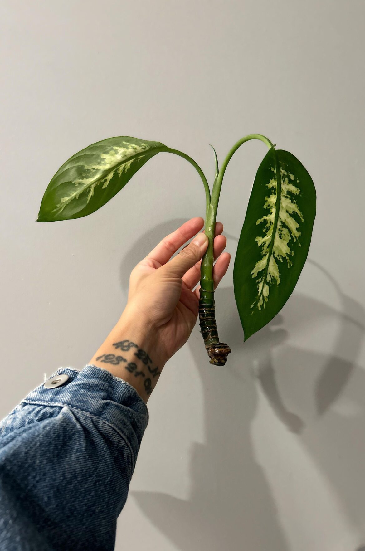 Help identify and tips?