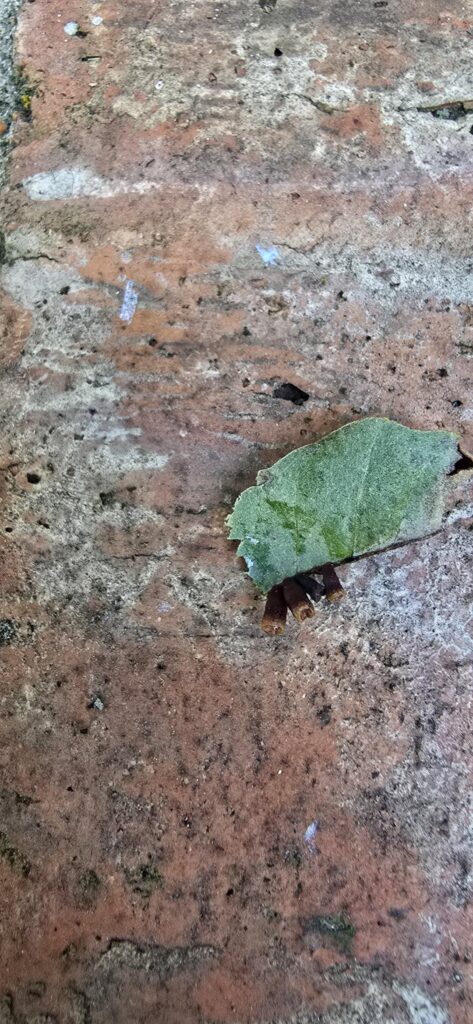 What are these growths on my shin oak?