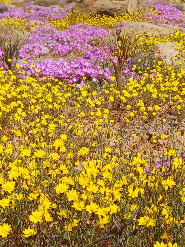 Namakwaland concordia vygie part 2