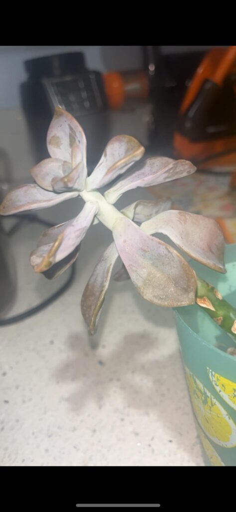 The leaves are drooping I did give it water a few days ago.