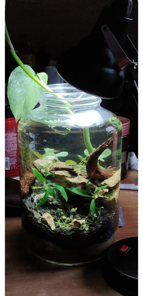 How to get shrimp out of jarrarium?