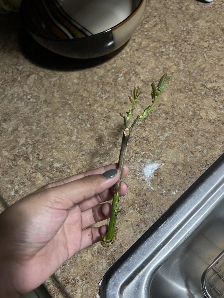Please help :(