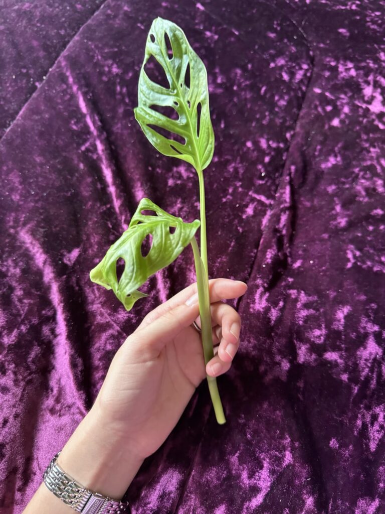Probability of Taking Root