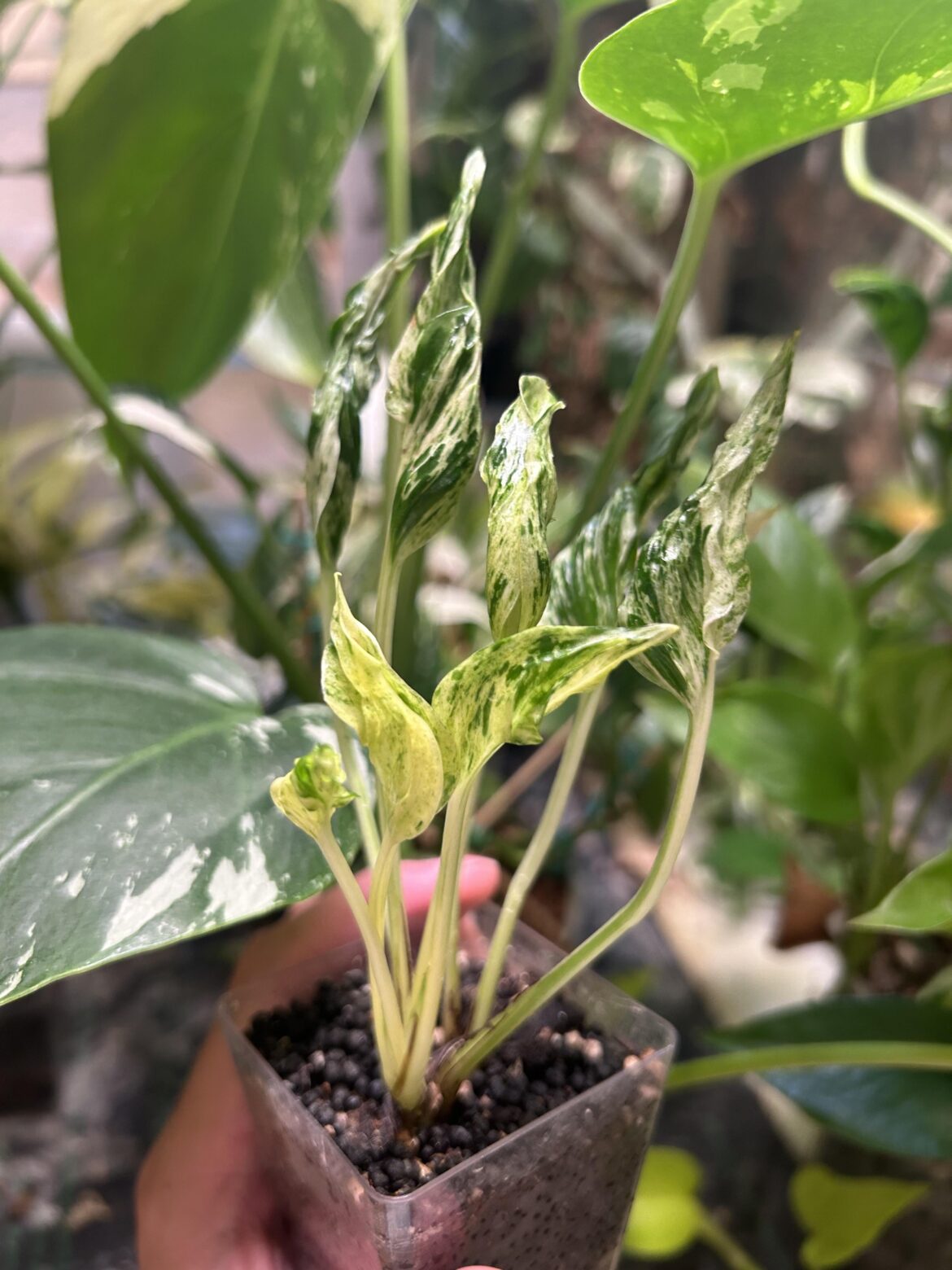 Still small, but I love this plant Teruno Lovesong