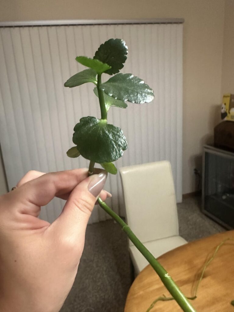 New plant mom excitement!! New plant mom excitement!!