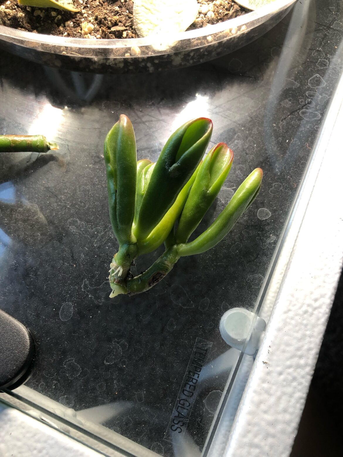 Ogre’s Ear stem prop