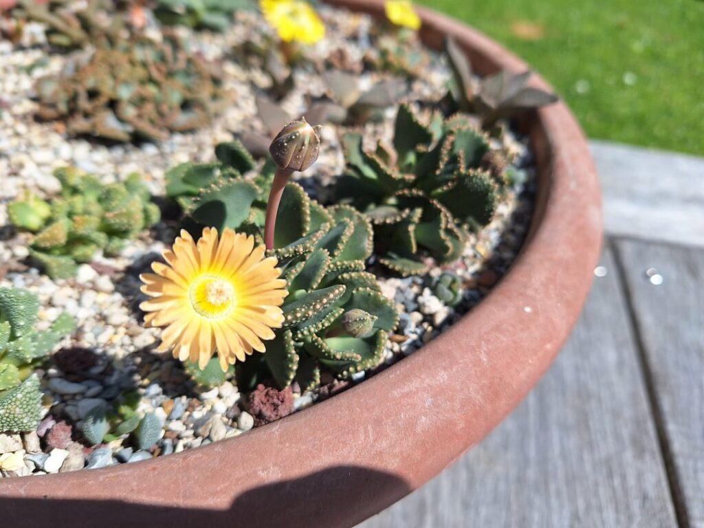 Gotta love the blooms!