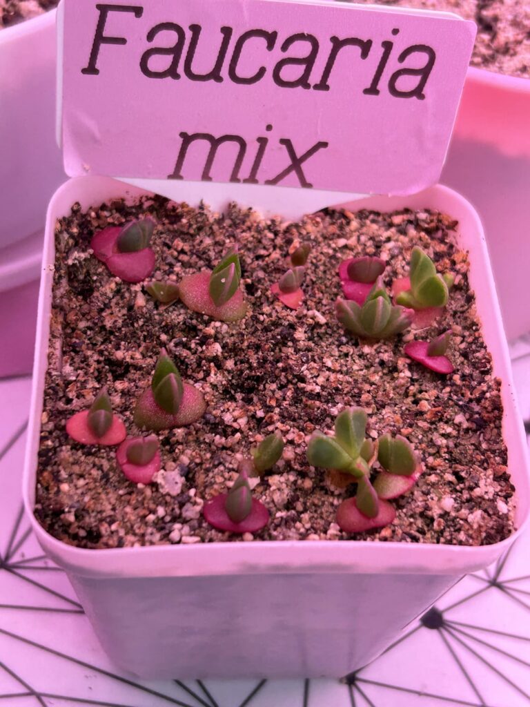 5 week seedling update!