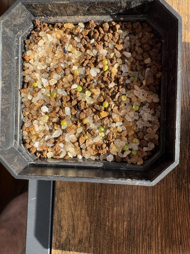 Are these seedlings too dark? + pics of 1-month old Conophytums and Lithops seedlings Are these seedlings too dark? + pics of 1-month old Conophytums and Lithops seedlings