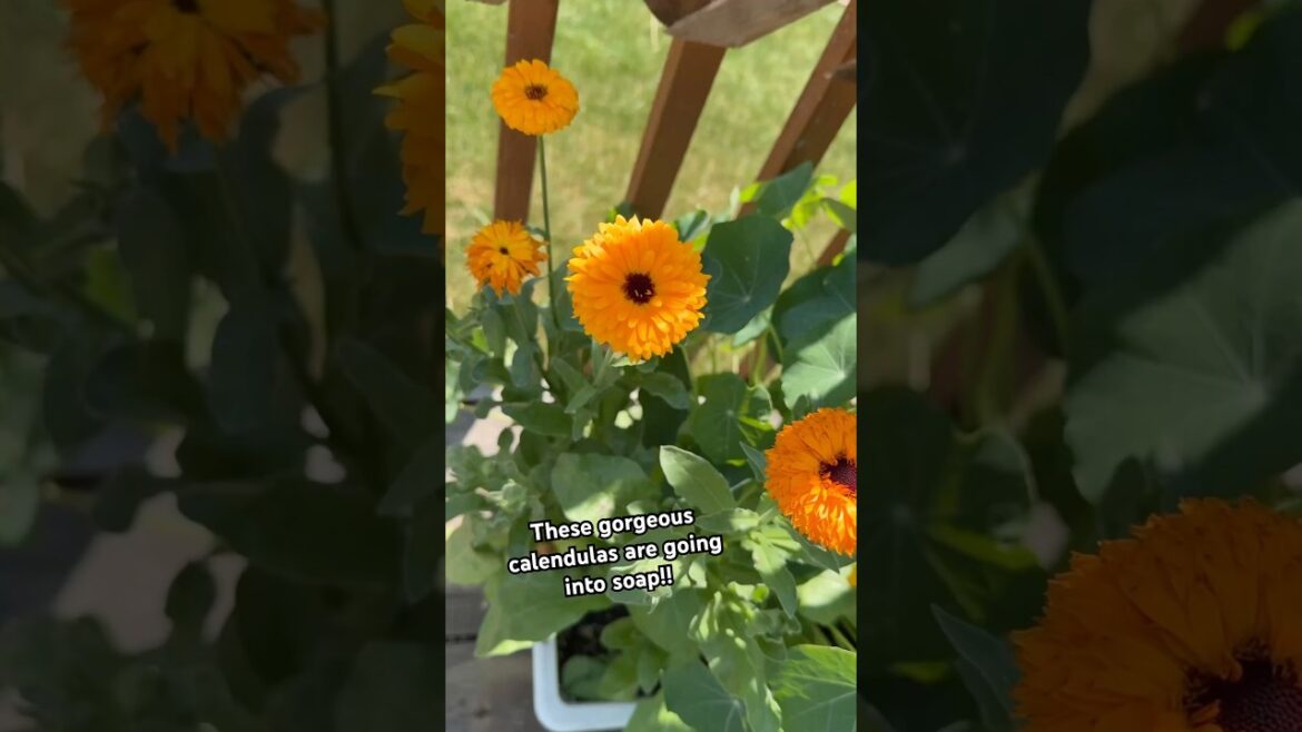 Grow them, dry them & add them to soap!! #soapmaking #coldprocesssoap #calendula