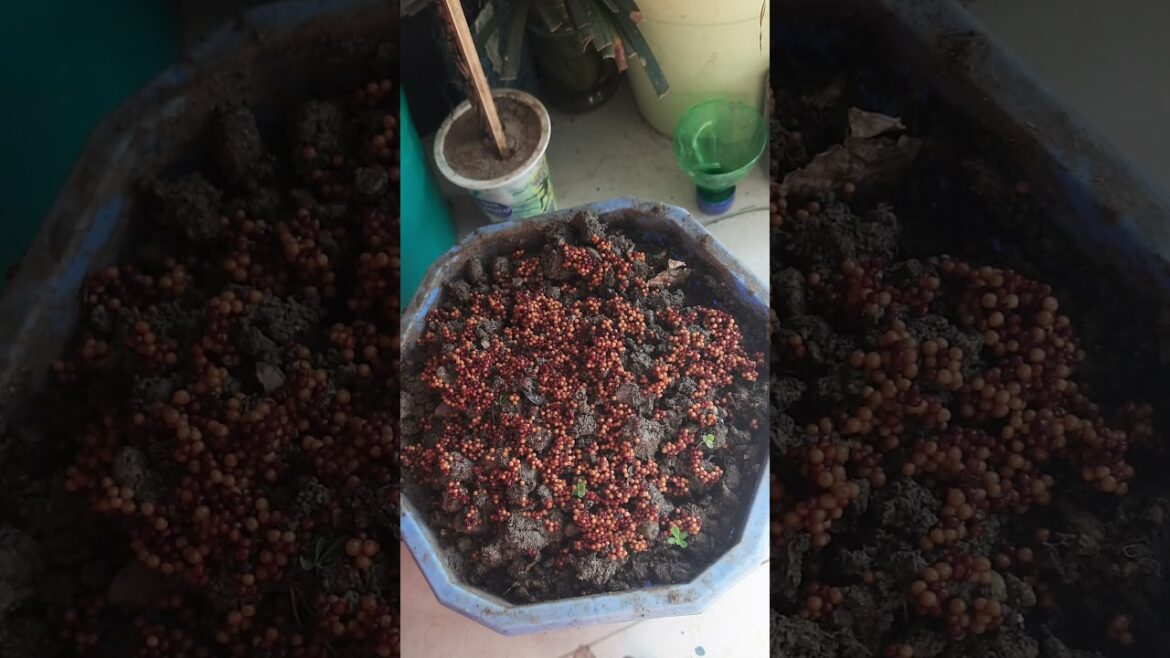 Mustard seeds planting #garden #plants #seeds #mustardseeds #balconygarden #repotting #planting #sr Mustard seeds planting #garden #plants #seeds #mustardseeds #balconygarden #repotting #planting #sr