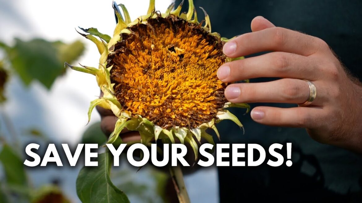 MIgardener: How to Save Sunflower Seeds WITHOUT Feeding The Wildlife How to Save Sunflower Seeds WITHOUT Feeding The Wildlife