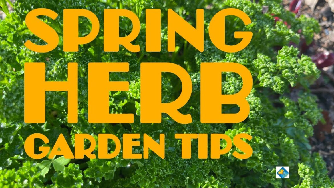 Spring Herb Garden Tips: Marjoram and Parsley