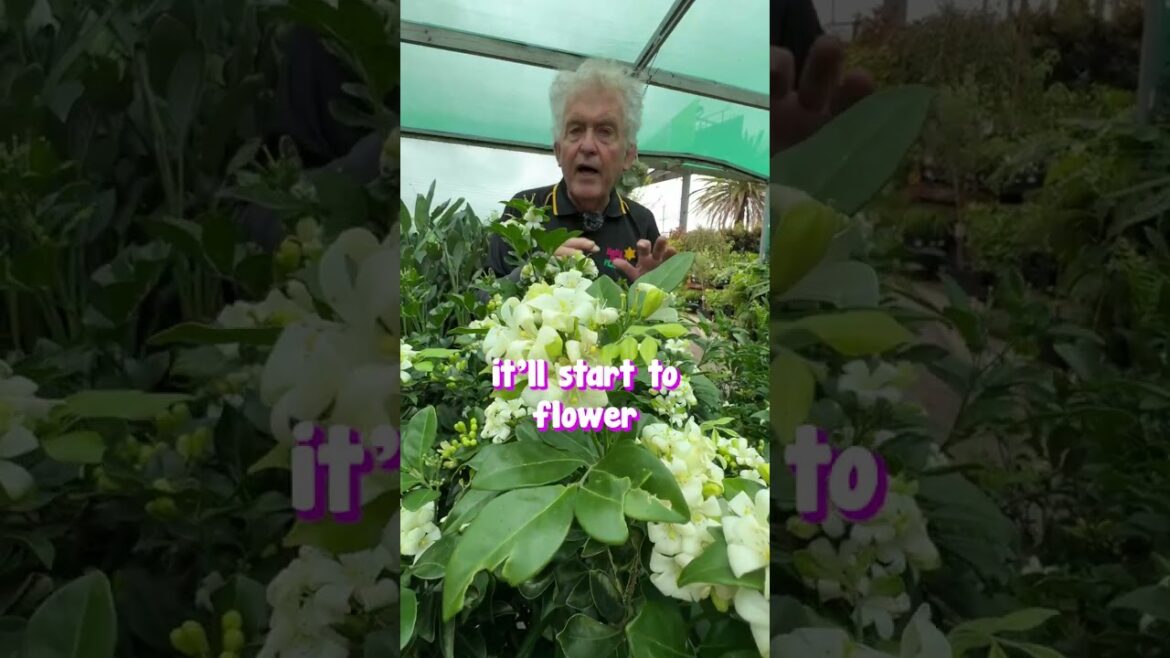 ⭐️A fragrance to die for - Murraya paniculata