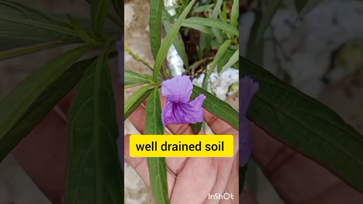 We Tired Cardboard  Gardening  Planters #shorts#gardening#gardening ideas