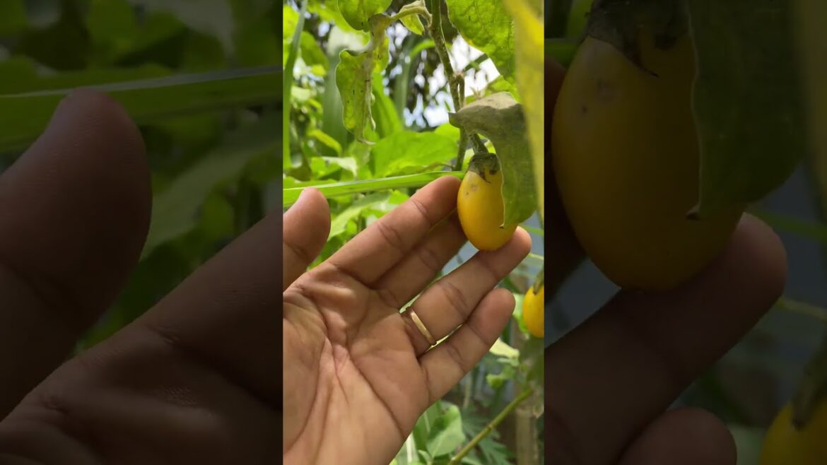 Daily life gardener by meimei / tips for growing/ enjoy with organic vegetable #shorts #gardening Daily life gardener by meimei / tips for growing/ enjoy with organic vegetable #shorts #gardening