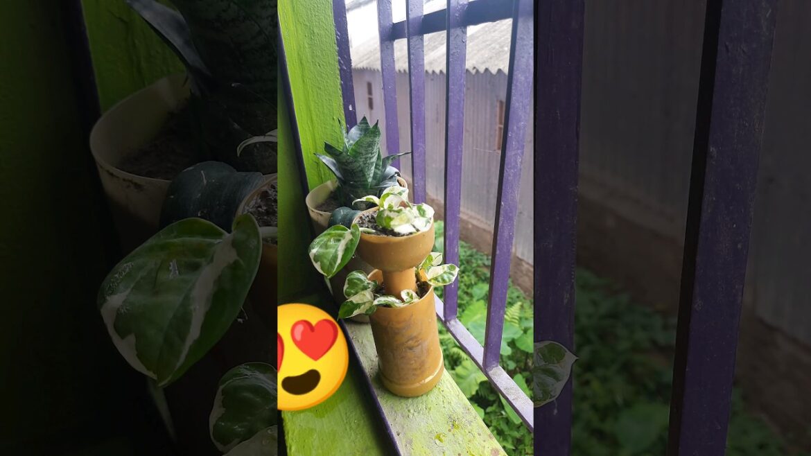 Planter making idea#diy#moneyplant#oldbottles#reuse#planterideas#plasticbottlecraf#shorts#srk#pothos