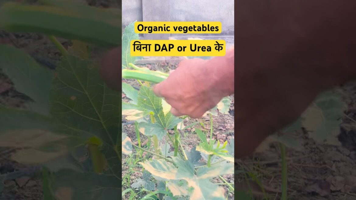 New technique of growing organic vegetables #farming #vegetablegardening