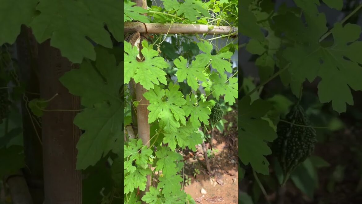 Daily life gardener by meimei / tips for growing/ enjoy with organic vegetable #shorts #gardening